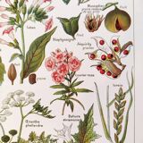 Poster about dangerous plants "poppy", based on a 1920 lithograph