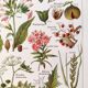 Poster about dangerous plants "poppy", based on a 1920 lithograph