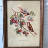 Lithograph v. sartonj cherries and small birds oak frame 50s