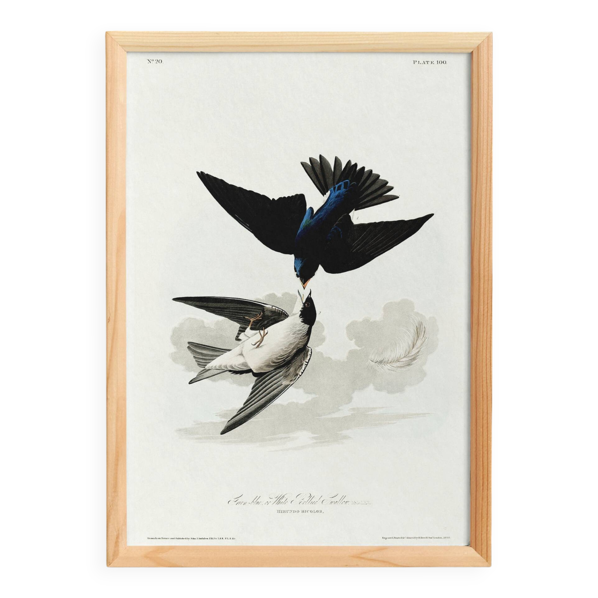Affiche sur l’Hirondelle bicolore, d’après une gravure ancienne de 1827.