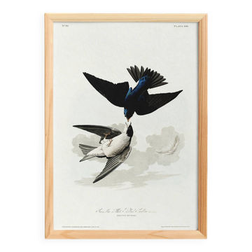 Affiche sur l’Hirondelle bicolore, d’après une gravure ancienne de 1827.