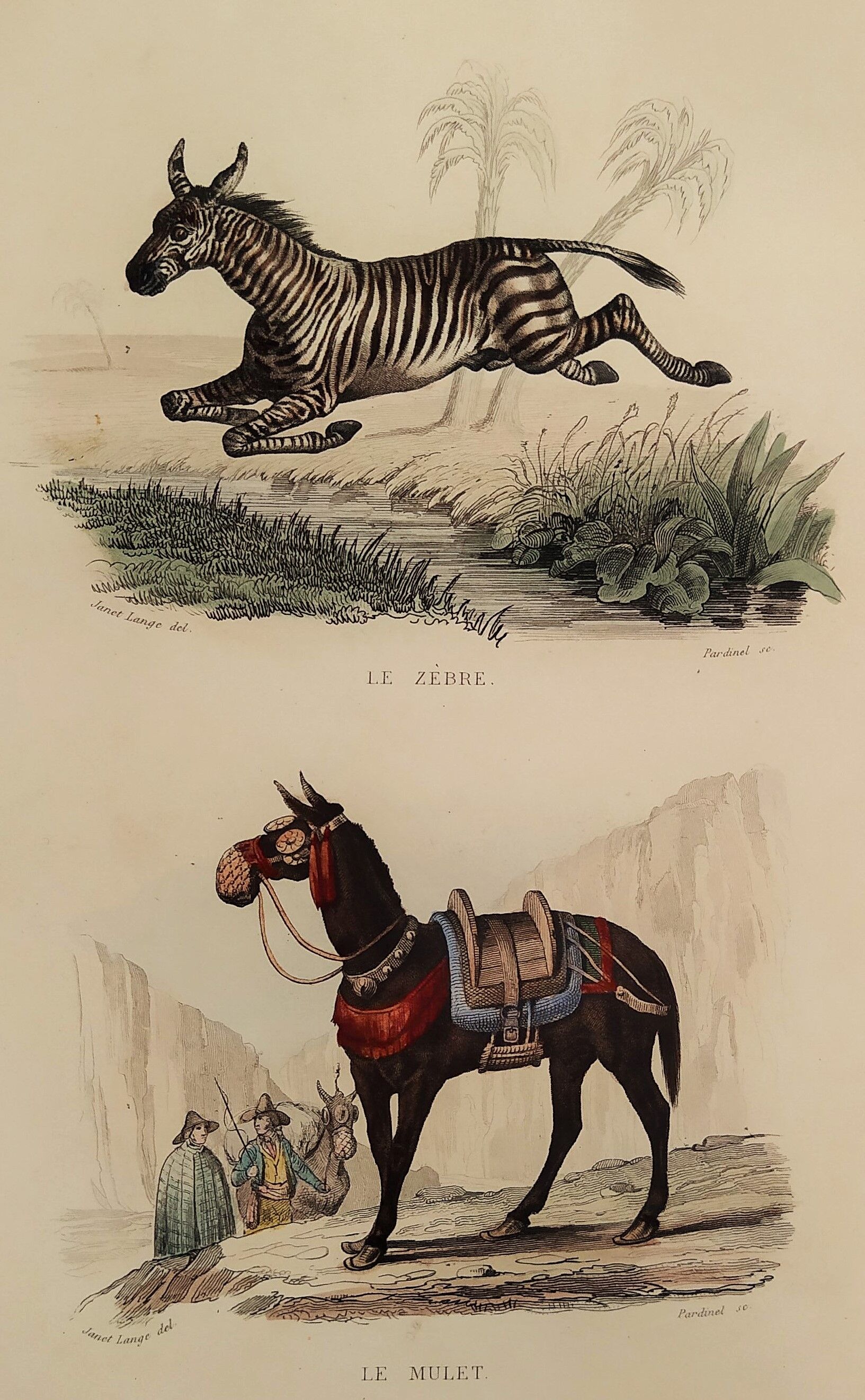 Original zoological plank "Zebra and Mulet" Buffon 1840