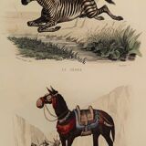 Original zoological plank "Zebra and Mulet" Buffon 1840