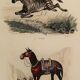 Original zoological plank "Zebra and Mulet" Buffon 1840