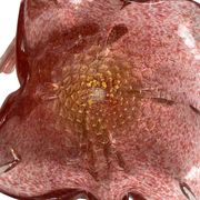 Murano, empty pocket in the shape of a mortar, pink and gold flower, 20th century