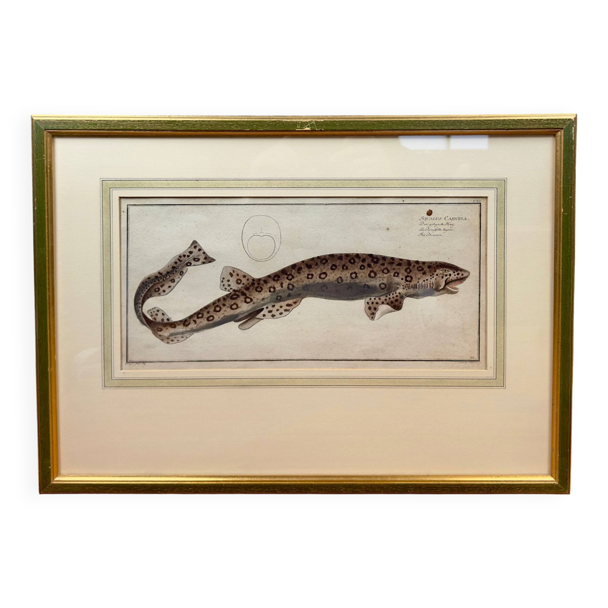 Old engraving fish – Ludwig Schmidt (19th century)