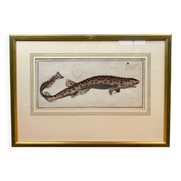 Gravure ancienne poisson – Ludwig Schmidt (XIXᵉ siècle) — Beyit
