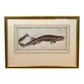 Gravure ancienne poisson – Ludwig Schmidt (XIXᵉ siècle)
