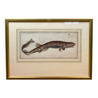 Old engraving fish – Ludwig Schmidt (19th century)