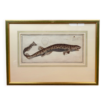 Old engraving fish – Ludwig Schmidt (19th century)