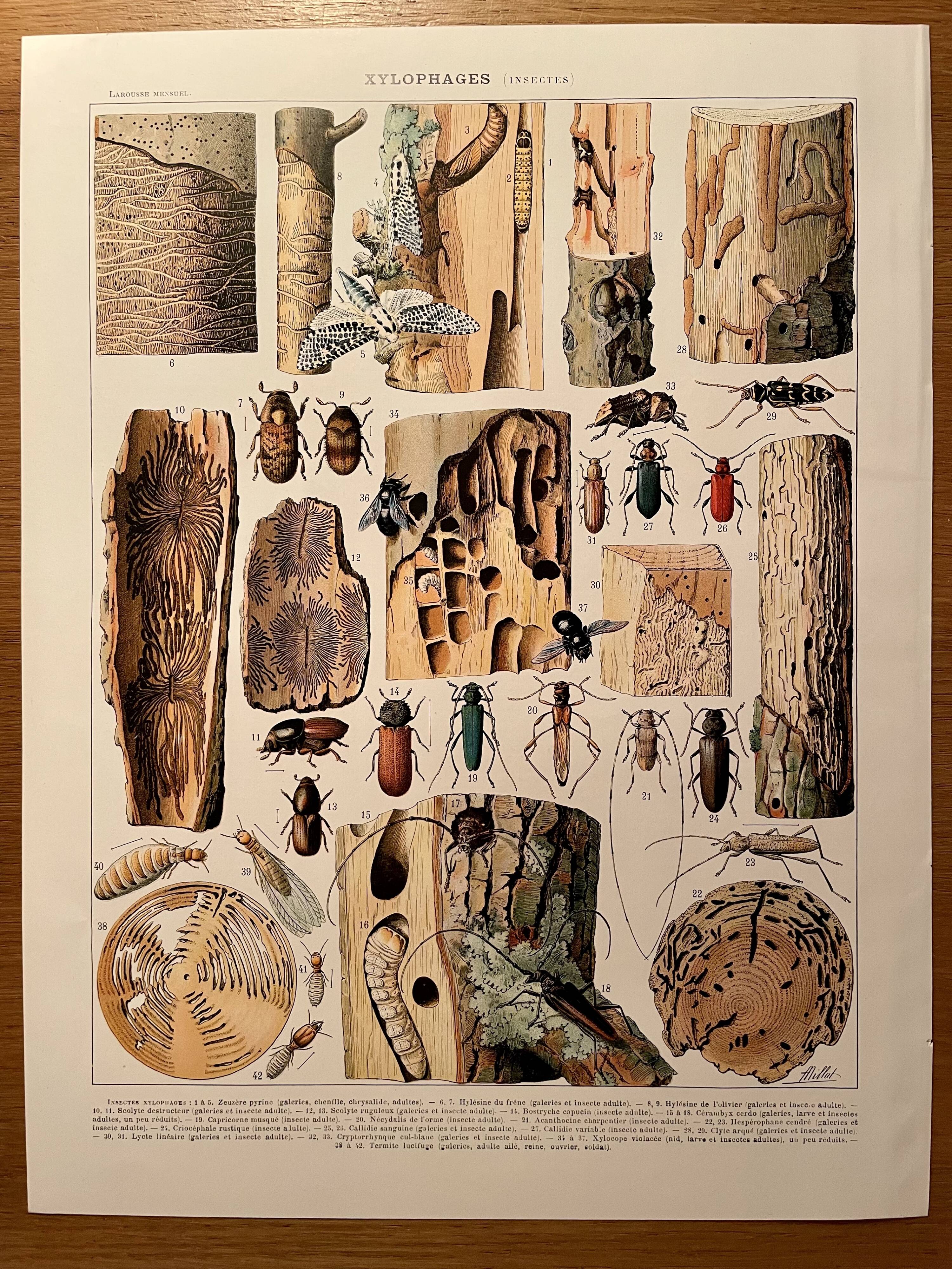 Lithograph on wood-boring insects (zeuzère) from 1907