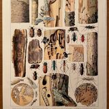Lithograph on wood-boring insects (zeuzère) from 1907