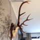 Trophée de chasse cerf grande taille