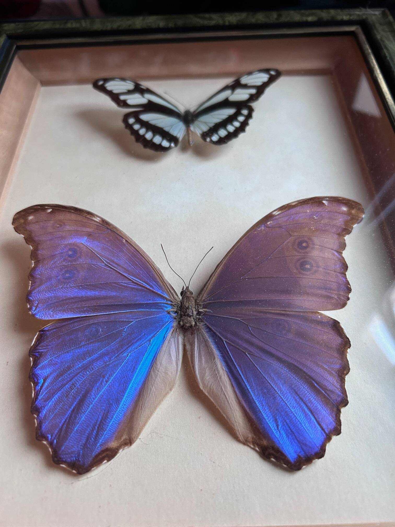 Frame of naturalized butterflies