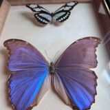 Frame of naturalized butterflies