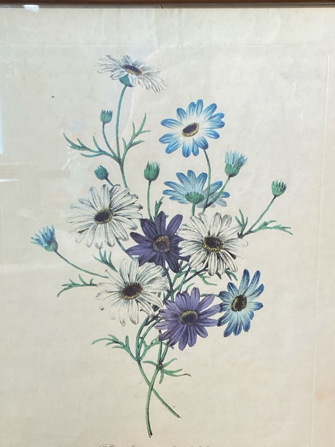 Poster, botanical plate Brachycome iberidifolia