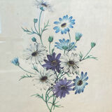 Poster, botanical plate Brachycome iberidifolia