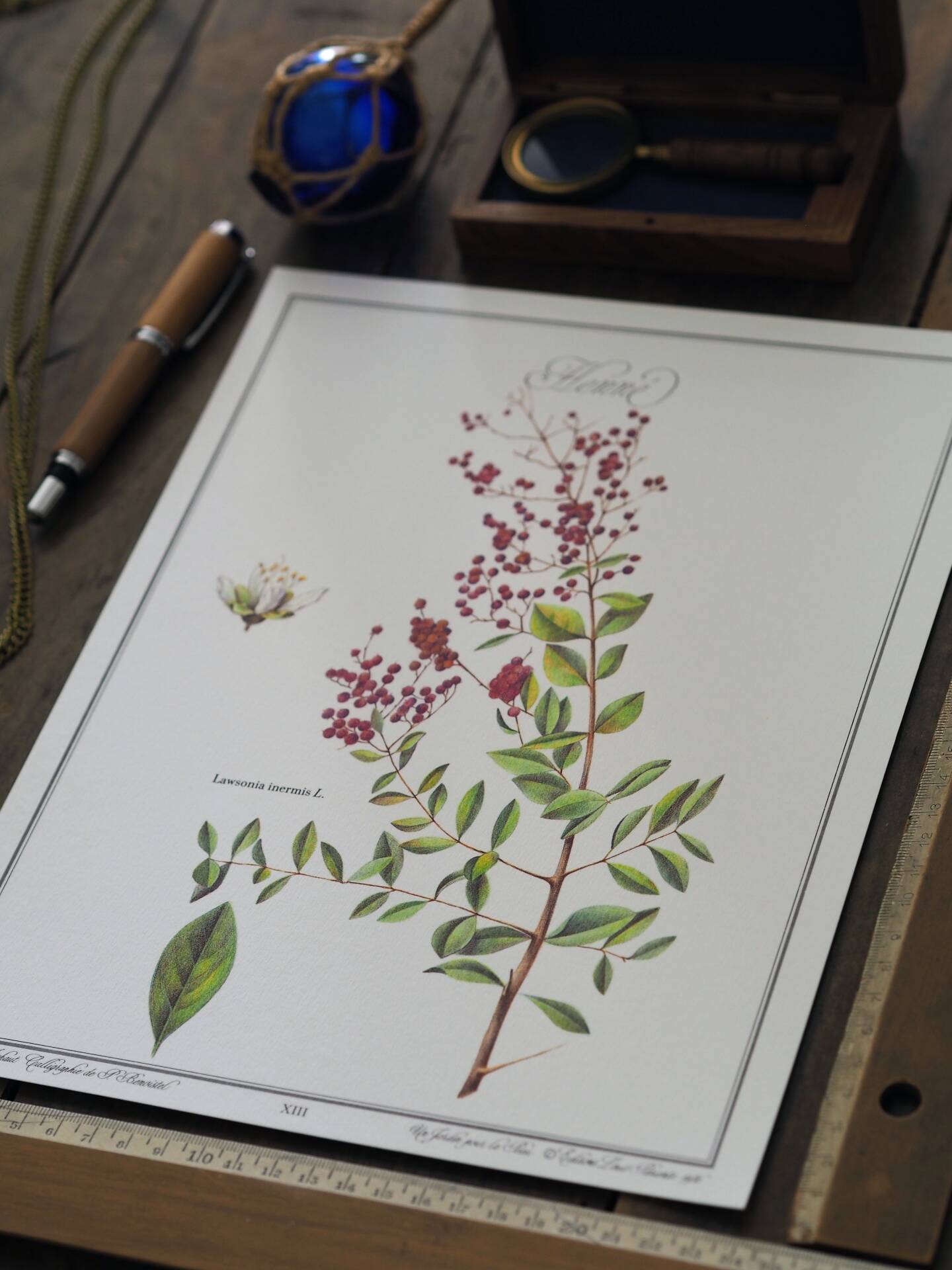 Henna, printed illustration from 1986. Vintage Botany. 24X31cm