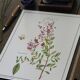 Henna, printed illustration from 1986. Vintage Botany. 24X31cm