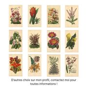 Botanical Print from 1896 by AL Clement, pina • Rhododendron X Halopeanum. • Old lithograph