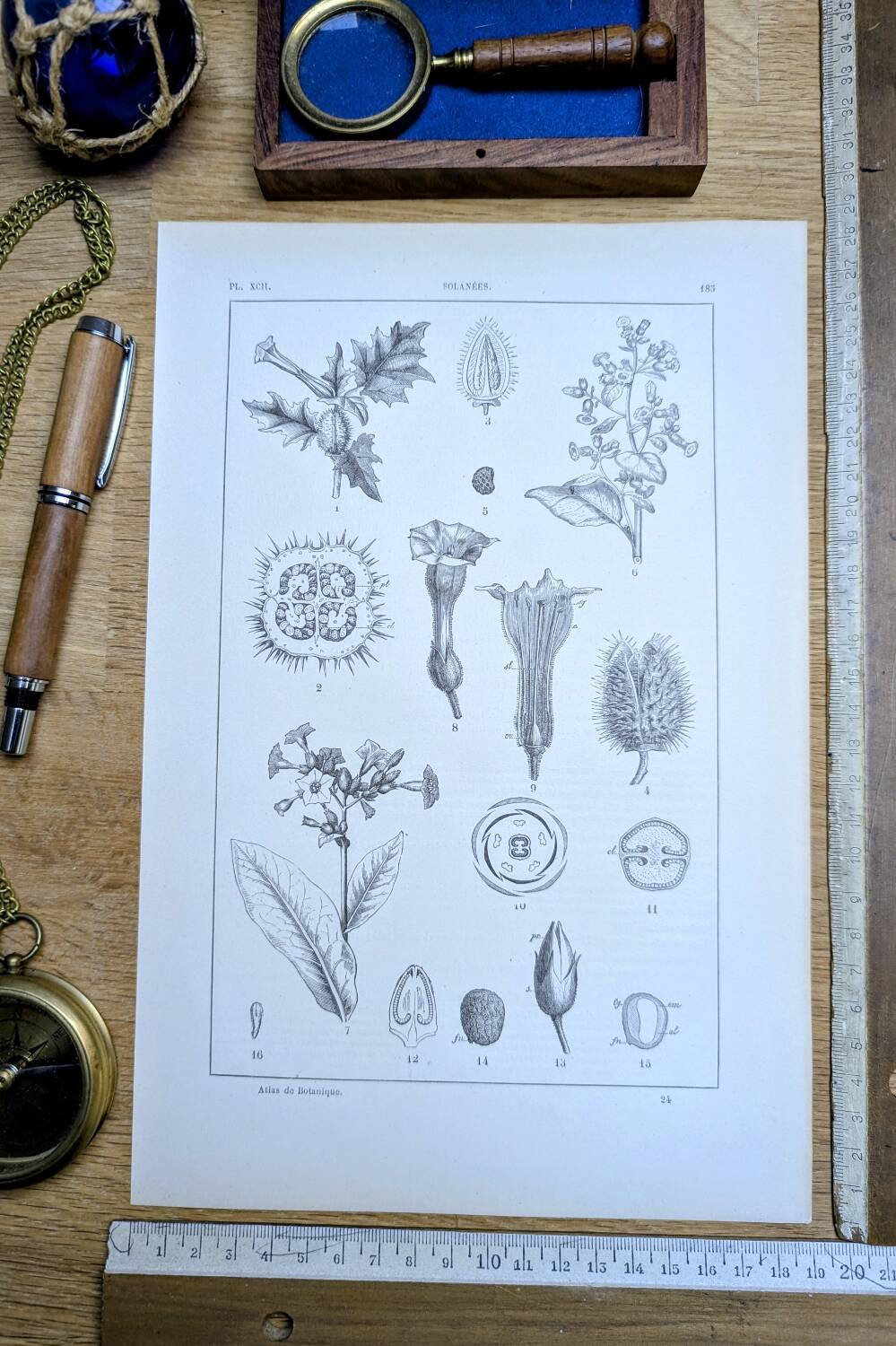 Printed in 1889, the nightshades (Solanaceae). Old botanical plate.