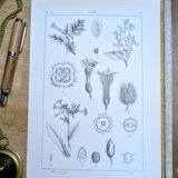 Printed in 1889, the nightshades (Solanaceae). Old botanical plate.