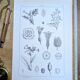 Printed in 1889, the nightshades (Solanaceae). Old botanical plate.
