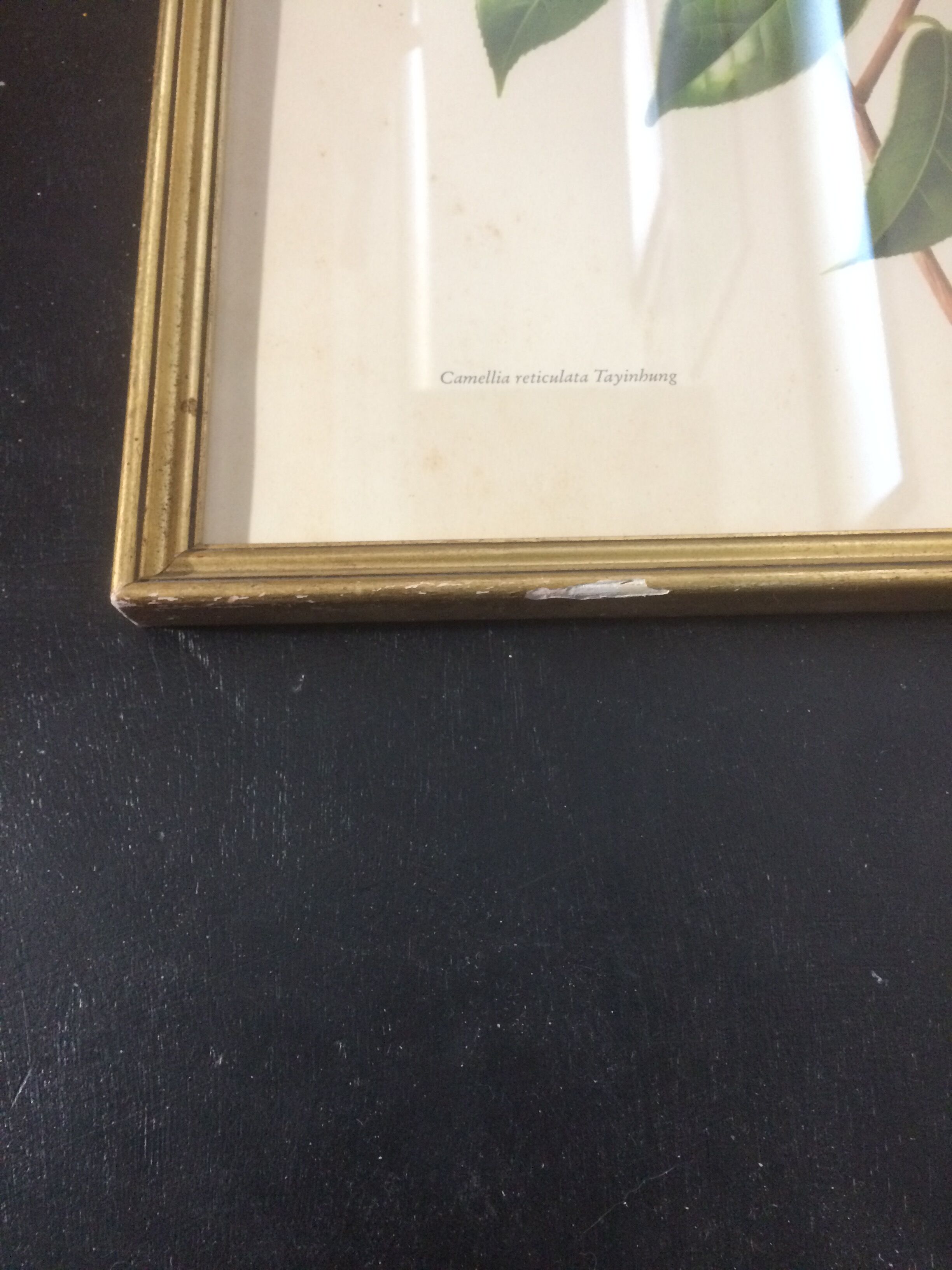 Camellia frame and illustration