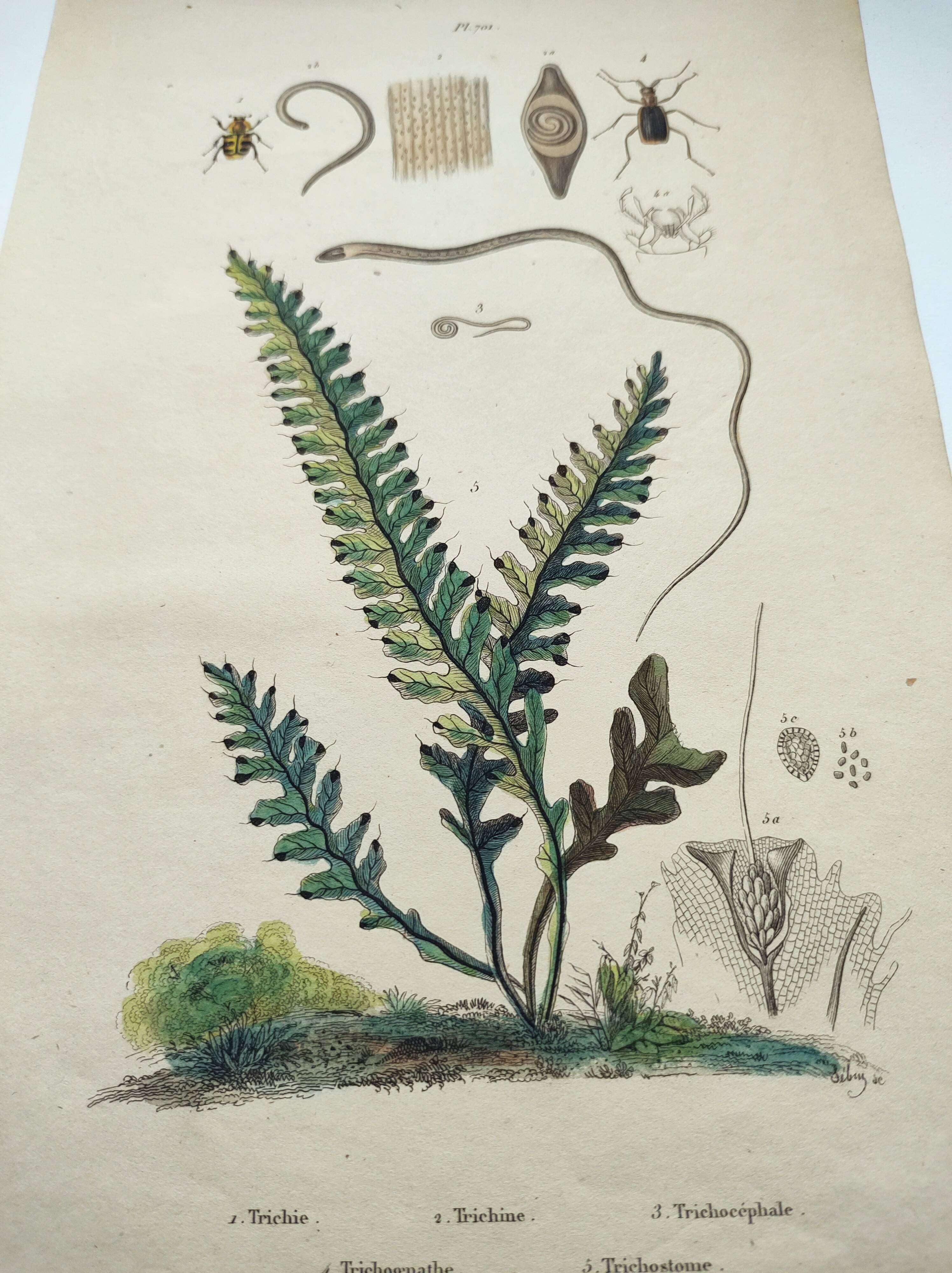 Gravure ancienne de 1838 -plante Trichostome- Planche coloriée à la main. botanique original