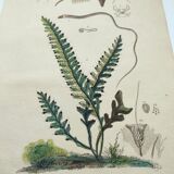 Gravure ancienne de 1838 -plante Trichostome- Planche coloriée à la main. botanique original