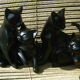 Lot de 4 chats noirs