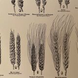 Lithograph on wheat from 1921