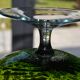 Coupe, vase Empoli