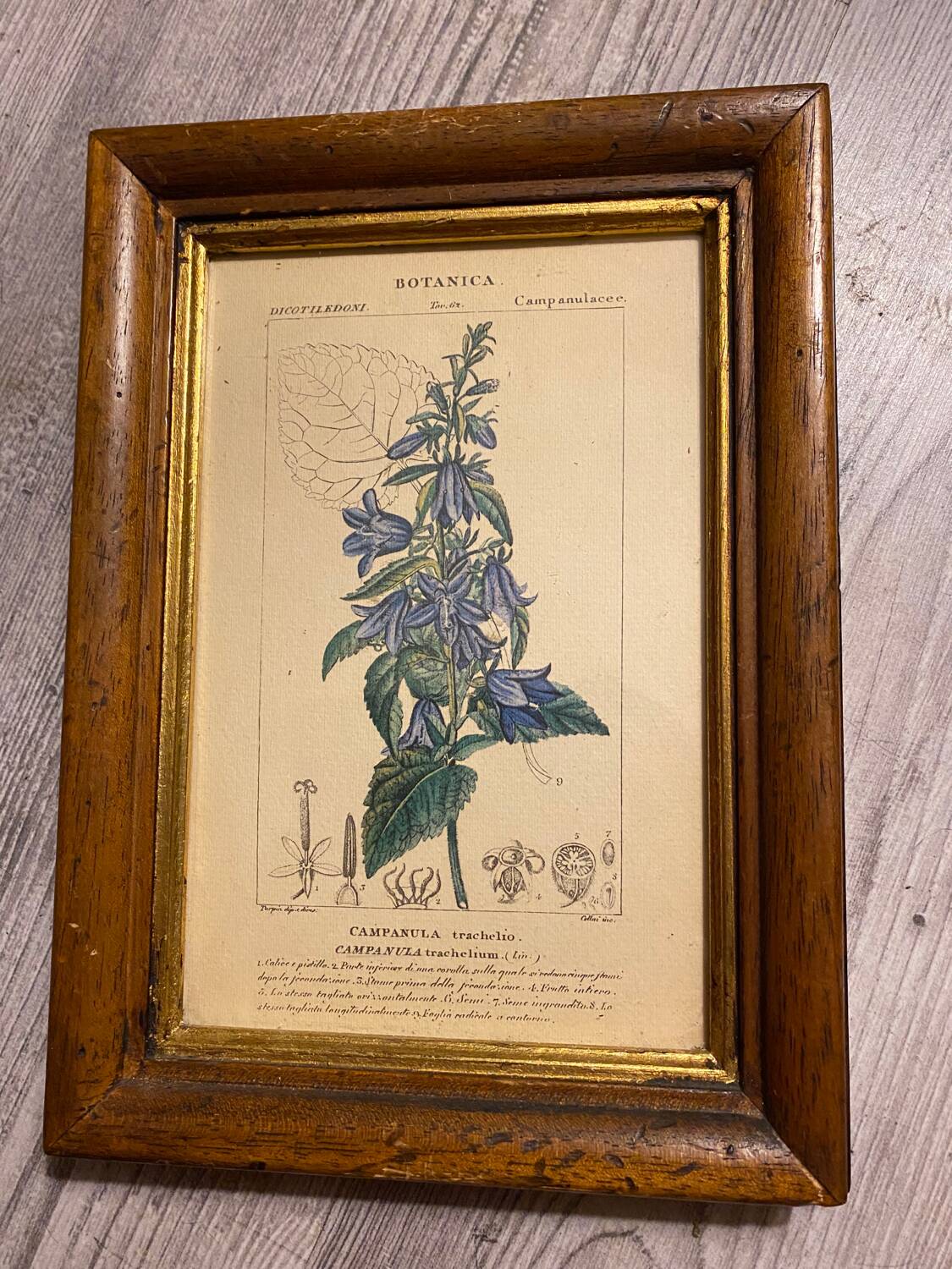 Botanical poster