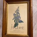 Botanical poster