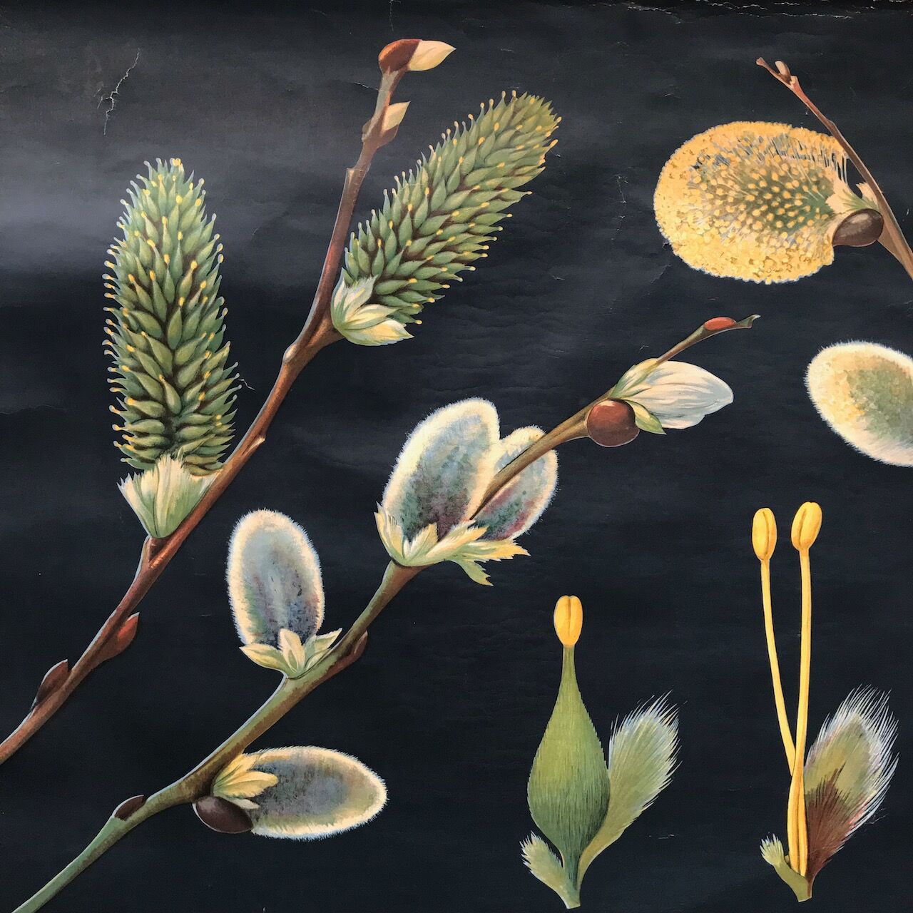 Saule d’affiche de cru en 1961