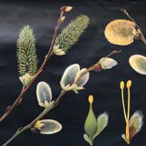 Saule d’affiche de cru en 1961