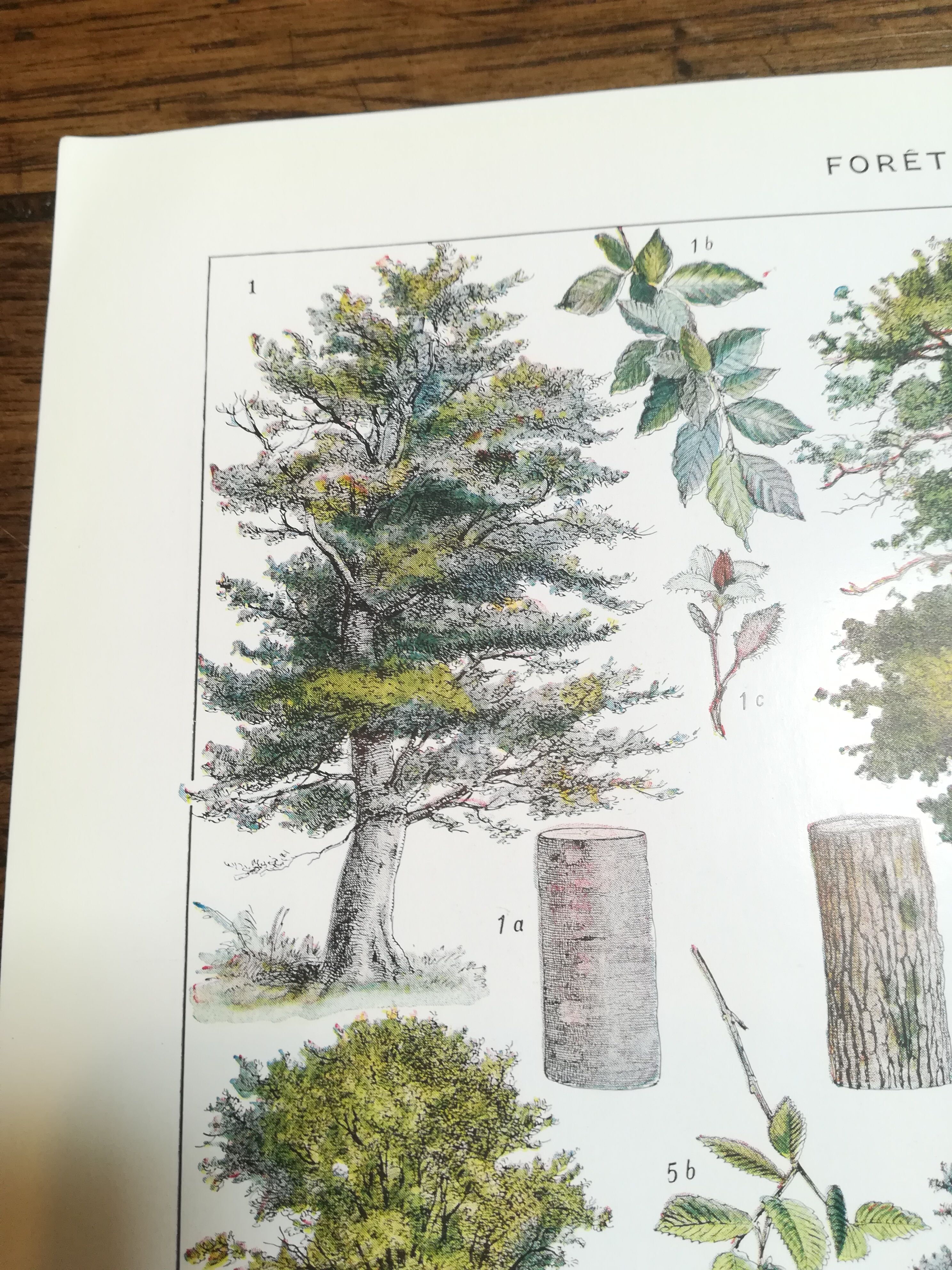 Lithographie sur les arbres de 1928 "hêtre"