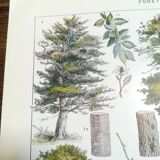 Lithographie sur les arbres de 1928 "hêtre"