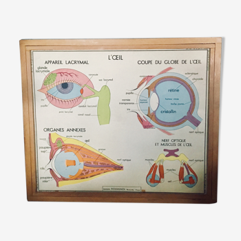 Tableau affiche scolaire Rossignol