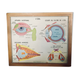Rossignol School Poster Table