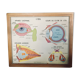 Tableau affiche scolaire Rossignol