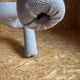 Chaise Ekstrem emblématique de Terje Ekstrøm