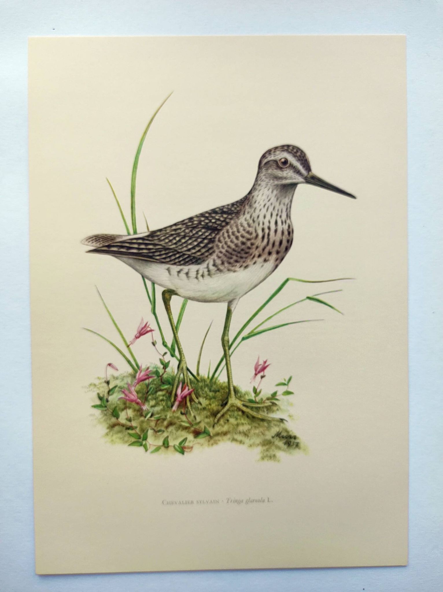 Planche ancienne oiseaux - Chevalier Sylvain, années 1960