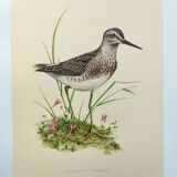 Antique bird plate from the 1960s - Wood Knight - Illustration