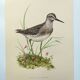 Planche ancienne oiseaux - Chevalier Sylvain, années 1960