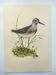 Planche ancienne oiseaux - Chevalier Sylvain, années 1960