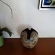 Vase en grès œuf d'allien  1960 vintage - Germany Dumler et Breiden