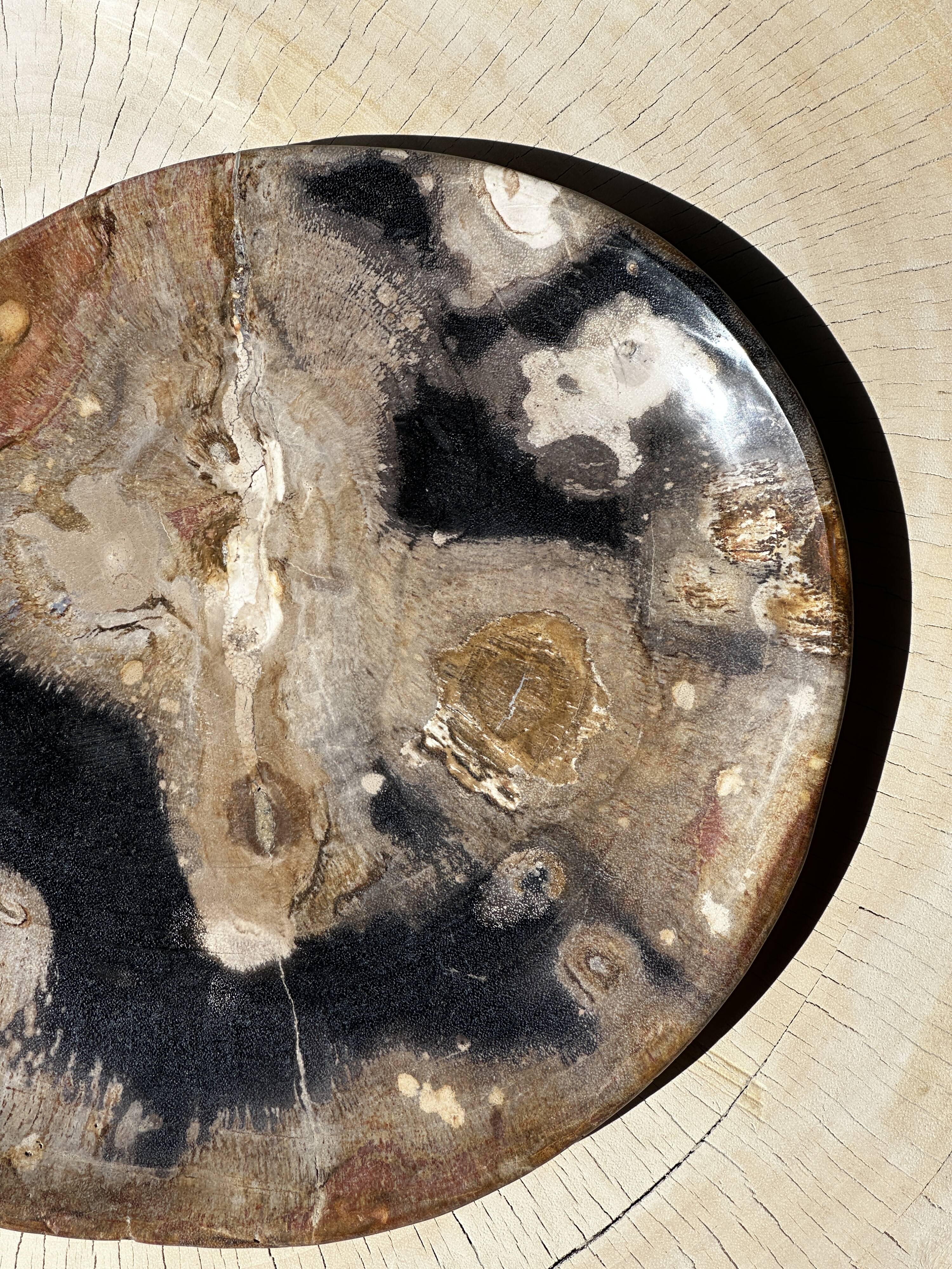 Large empty pocket or dish in petrified wood
