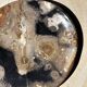 Large empty pocket or dish in petrified wood